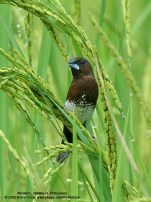 White-bellied Munia 

Scientific name - Lonchura leucogastra 

Habitat - Common, ranging from forest to ricefields. 

[350D + Sigmonster (Sigma 300-800 DG)]