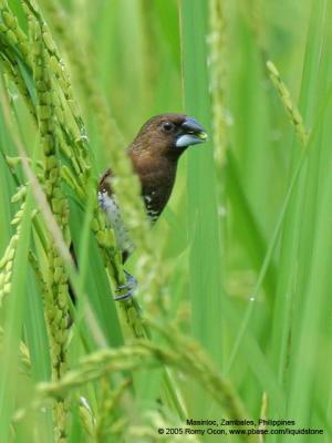 White-bellied Munia 

Scientific name - Lonchura leucogastra 

Habitat - Common, ranging from forest to ricefields. 

[350D + Sigmonster (Sigma 300-800 DG)]