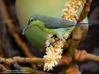 Olive-backed Sunbird (Female) 

Scientific name - Nectarinia jugularis 

Habitat - Common lowland sunbird

[350D + Sigmonster (Sigma 300-800 DG)]