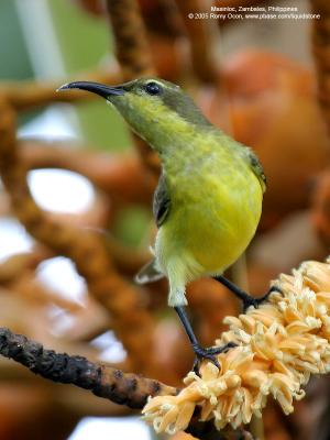Olive-backed Sunbird (Female) 

Scientific name - Nectarinia jugularis 

Habitat - Common lowland sunbird 

[350D + Sigmonster (Sigma 300-800 DG)]
