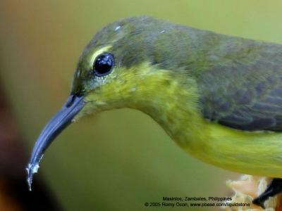 Olive-backed Sunbird (Female) 

Scientific name - Nectarinia jugularis 

Habitat - Common lowland sunbird 

[350D + Sigmonster (Sigma 300-800 DG)]
