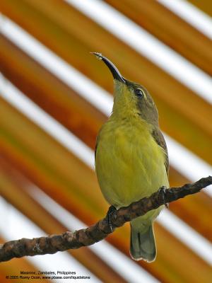 Olive-backed Sunbird (Female) 

Scientific name - Nectarinia jugularis 

Habitat - Common lowland sunbird 

[350D + Sigmonster (Sigma 300-800 DG)] 
