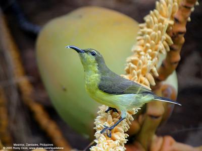 Olive-backed Sunbird (Female) 

Scientific name - Nectarinia jugularis 

Habitat - Common lowland sunbird 

[350D + Sigmonster (Sigma 300-800 DG)] 

