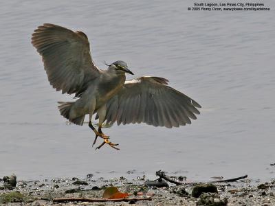 Little Heron 

Scientific name - Butorides striatus 

Habitat - Exposed coral reefs, tidal flats, mangroves, fishponds and streams. 

[20D + 400 5.6L, hand held]