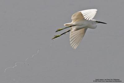 Little Egret 

Scientific name: Egretta Garzetta 

Habitat: Coastal marsh and tidal flats to ricefields. 

[20D + 400 5.6L, hand held]