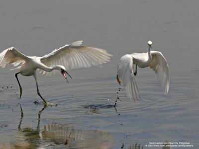 Little Egret 

Scientific name: Egretta Garzetta 

Habitat: Coastal marsh and tidal flats to ricefields. 

[20D + 400 5.6L, hand held]
