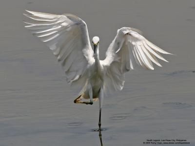 Little Egret 

Scientific name: Egretta Garzetta 

Habitat: Coastal marsh and tidal flats to ricefields. 

[20D + 400 5.6L, hand held] 
