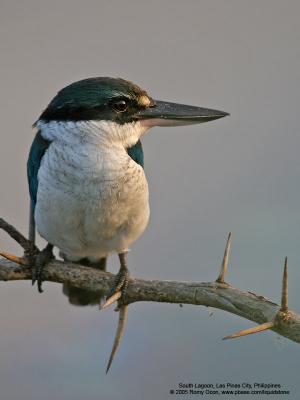 Collared Kingfisher 

Scientific name: Todiramphus chloris 

Habitat: Coastal areas to open country, but seldom in forest 

[20D + Sigmonster (Sigma 300-800 DG)] 
