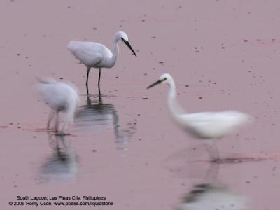 Little Egret 

Scientific name: Egretta Garzetta 

Habitat: Coastal marsh and tidal flats to ricefields. 

[20D + Sigmonster (Sigma 300-800 DG)] 
