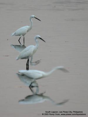 Little Egret 

Scientific name: Egretta Garzetta 

Habitat: Coastal marsh and tidal flats to ricefields. 

[20D + Sigmonster (Sigma 300-800 DG)] 
