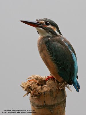 Common Kingfisher at Macabebe