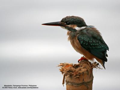 Common Kingfisher 

Scientific Name - Alcedo atthis 

Habitat - Along coasts, fish ponds and open rivers. 

[350D + Sigmonster (Sigma 300-800 DG)] 
