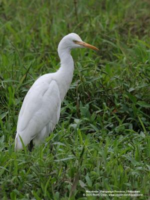Cattle Egret 

Scientific name: Bubulcus ibis 

Habitat: Common in pastures, ricefields and marshes. 

[20D + 400 5.6L, hand held]
