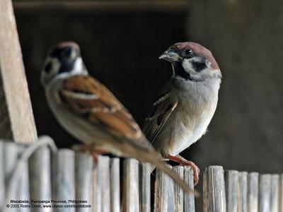 Eurasian Tree Sparrow 

Scientific name - Passer montanus 

Habitat - Common in virtually every inhabited island. 

[350D + Sigmonster (Sigma 300-800 DG)]
