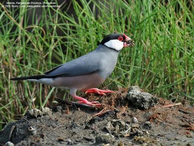 Java Sparrow 

Scientific name - Padda oryzivora 

Habitat - Uncommon in parks, residential areas and scrub, sometimes in neighboring ricefields. 

[350D + Sigmonster (Sigma 300-800 DG)]
