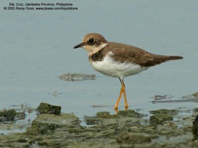 Little Ringed-Plover 

Scientific name - Charadrius dubius 

Habitat - Common, from ricefields to river beds. 

[350D + Sigmonster (Sigma 300-800 DSG)]
