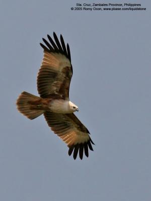 Brahminy Kite 

Scientific name - Haliastur indus 

Habitat - Open areas often near water, and also in mountains to 1500 m 

[20D + 400 5.6L, hand held] 
