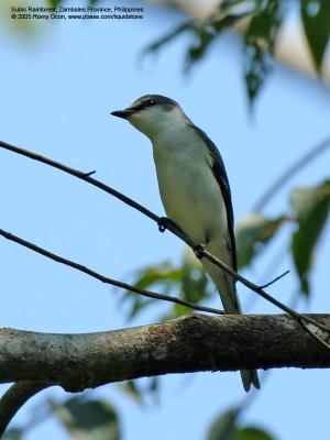 Ashy Minivet, female

Scientific name - Pericrocotus divaricatus

Habitat - Uncommon and sporadic migrant, at canopy of second growth and more open forest.

[350D + Sigmonster (Sigma 300-800 DG)]
