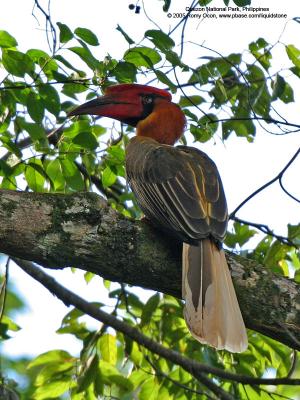 Rufous Hornbill 
(a Philippine endemic) 

Scientific name - Buceros hydrocorax 

Habitat - Forest and edge. 

[350D + Sigmonster (Sigma 300-800 DG)]