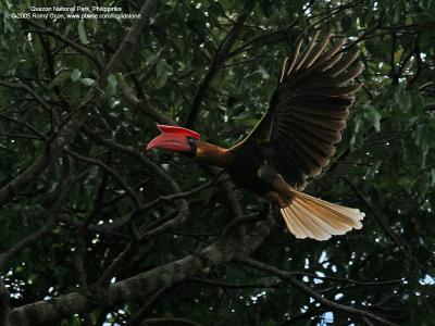 Rufous Hornbill 
(a Philippine endemic) 

Scientific name - Buceros hydrocorax 

Habitat - Forest and edge. 

[20D + 400 5.6L, hand held]