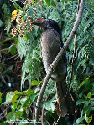 Luzon Hornbill 
(a Philippine endemic, Female) 

Scientific name - Penelopides manillae 

Habitat - Forest and edge up to 1500 m. 

[350D + Sigmonster (Sigma 300-800 DG)]
