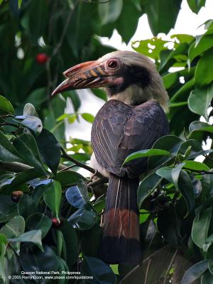 Luzon Hornbill 
(a Philippine endemic, Male) 

Scientific name - Penelopides manillae 

Habitat - Forest and edge up to 1500 m. 

[350D + Sigmonster (Sigma 300-800 DG)]
