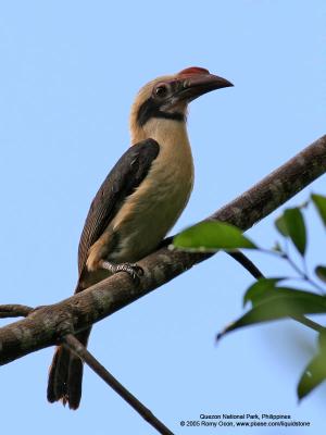 Luzon Hornbill 
(a Philippine endemic, Male) 

Scientific name - Penelopides manillae 

Habitat - Forest and edge up to 1500 m. 

[20D + 400 5.6L, hand held] 
