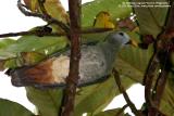 Black-chinned Fruit-dove