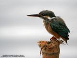 IMG_6247-800x600.jpg