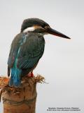 IMG_6243-800x600.jpg