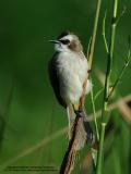 IMG_7911-800x600.jpg
