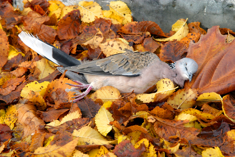 The Fall