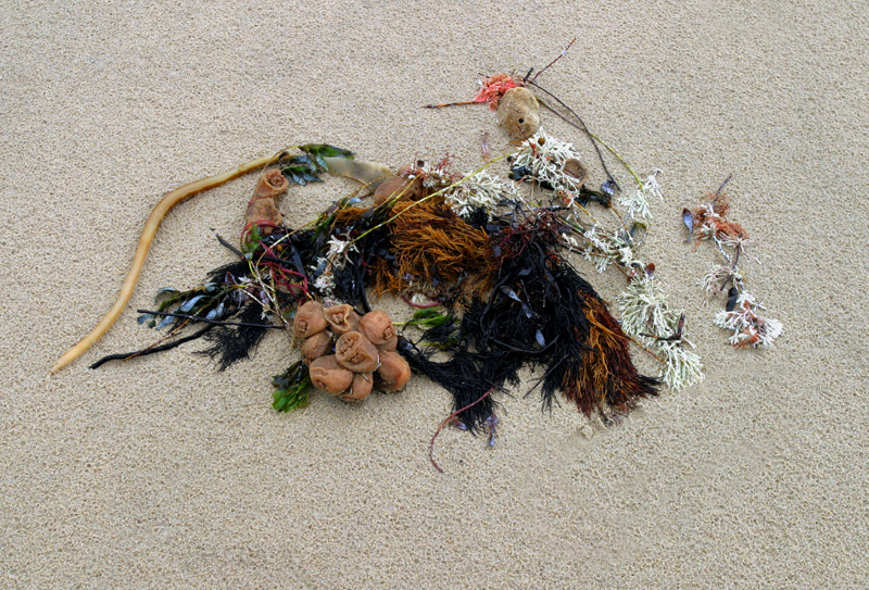 Beach Weed
