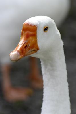 Goose Portrait