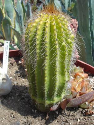 8.jpg (max wide-angle macro)