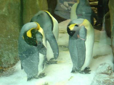 These penguins are HUGE