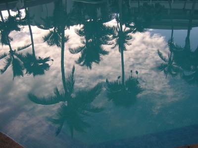 palm trees reflected in a placid pool