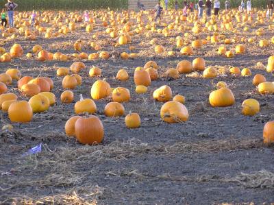 Petaluma Pumpkin Patch