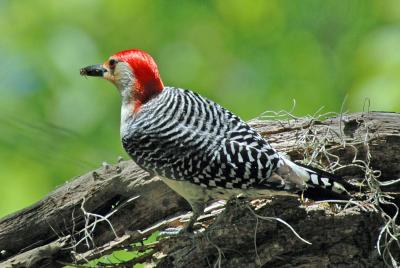 various_birds