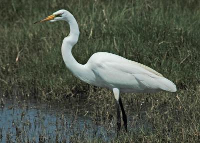 Great  Egret.jpg