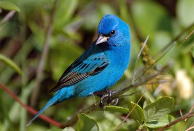 finches__buntings