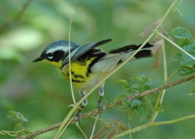 warblers