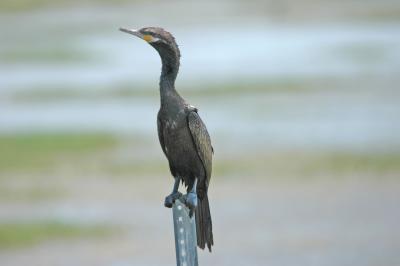 DSC_0025.JPG