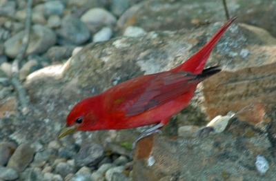v3/41/580041/3/46778566.SummerTanager.jpg
