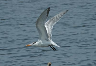 DSC_0036_edited-1.jpg
