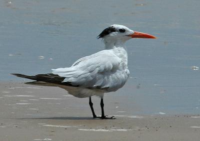 DSC_0049_edited-1.jpg