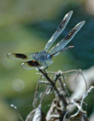 dragonflies