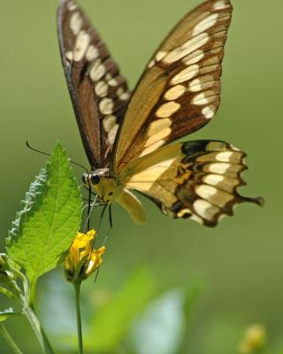 butterflies