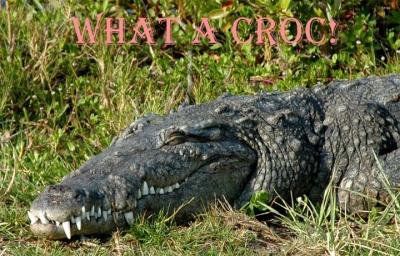 Lady Crocodile
