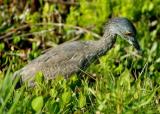 In the Grass